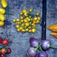 Hot pepper varieties in street market.